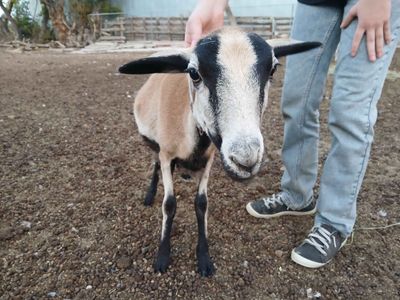 Blackbelly Ewe for Sale