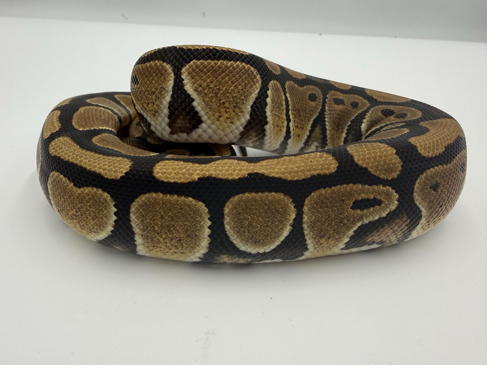 Female: Red Gene DH DG Hypo 50% Het Gstripe