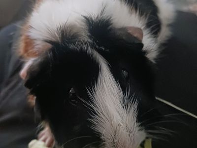 Female guinea pig