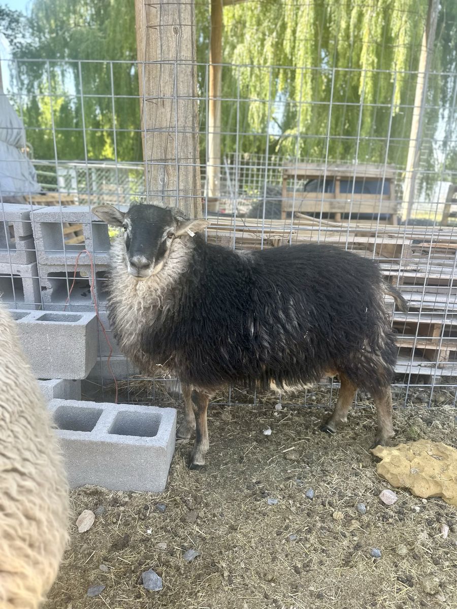 Icelandic Cross Ram Lamb