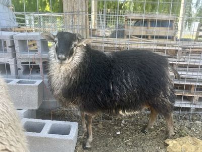 Icelandic Cross Ram Lamb