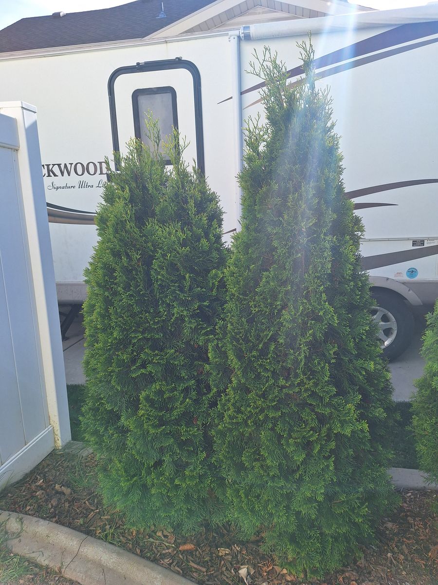 Aborvitae Evergreen Shrubs Trees Bushes Green 5 feet tall