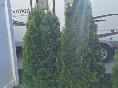 Aborvitae Evergreen Shrubs Trees Bushes Green 5 feet tall