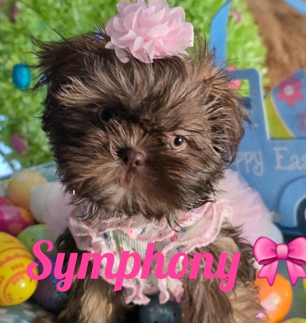 AKC Imperial Shih tzu