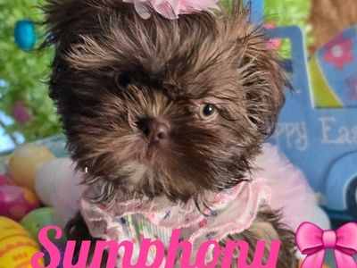 AKC Imperial Shih tzu