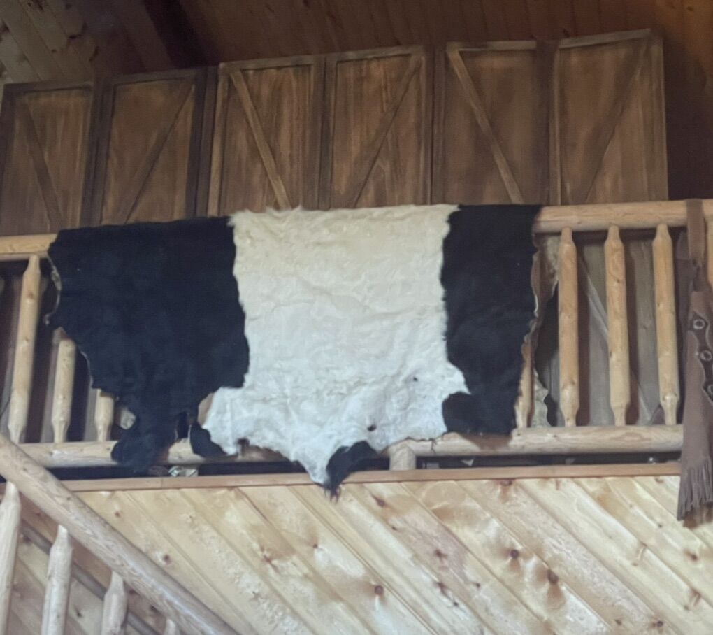 Galloway Cow Hide