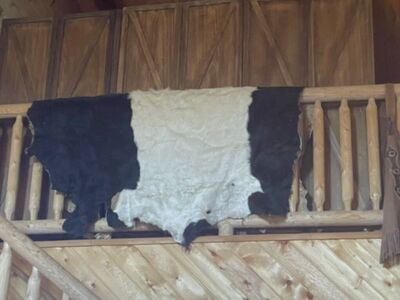 Galloway Cow Hide