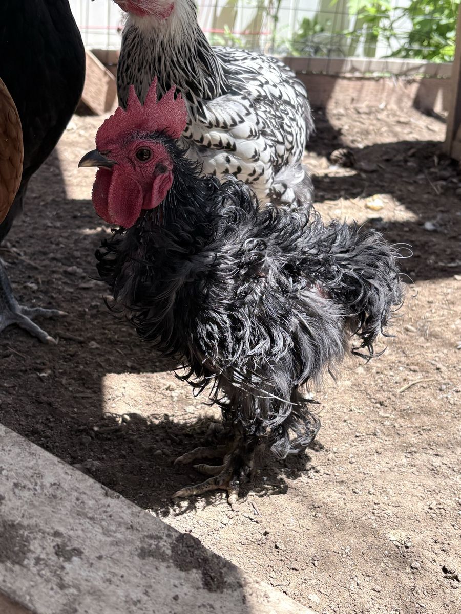 Rooster