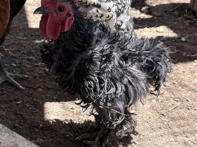 Rooster