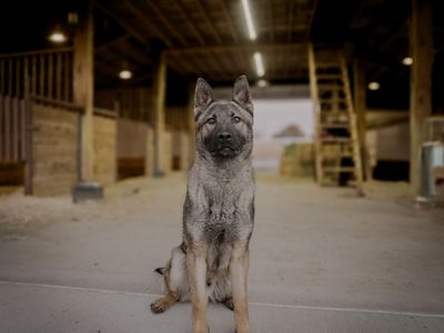 1 Year old Male German Shepherd- Dex