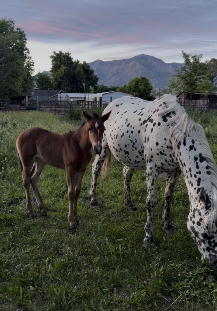 Appaloosa Filly (ApHC registered