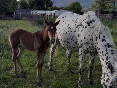 Appaloosa Filly (ApHC registered