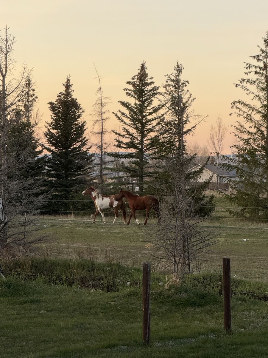 APHA Overo Paint Mare and Grade Sorrel Gelding
