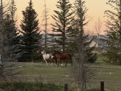 APHA Overo Paint Mare and Grade Sorrel Gelding