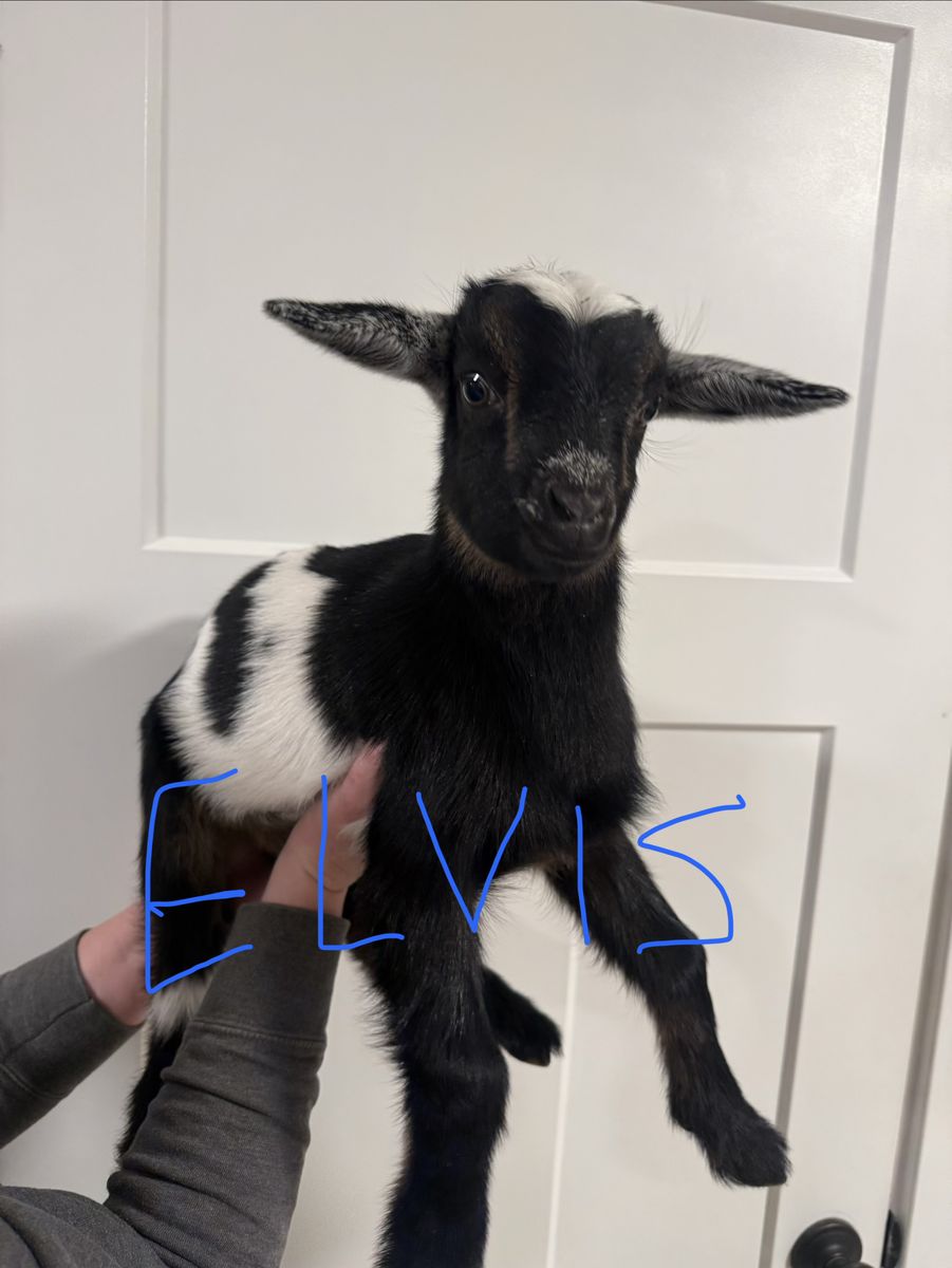 Nigerian/Nubian Goat Bottle Babies