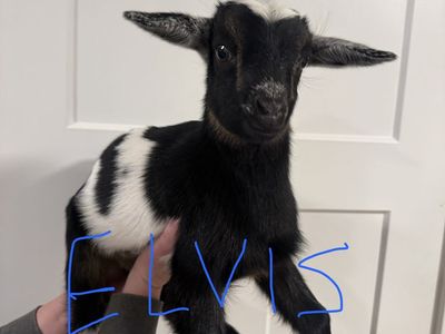 Nigerian/Nubian Goat Bottle Babies