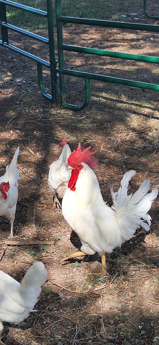 Leghorn Rooster
