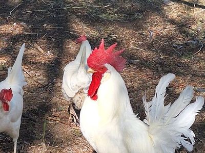 Leghorn Rooster