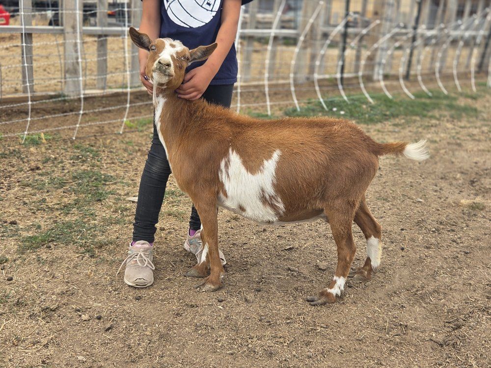 nigerian dwarf does