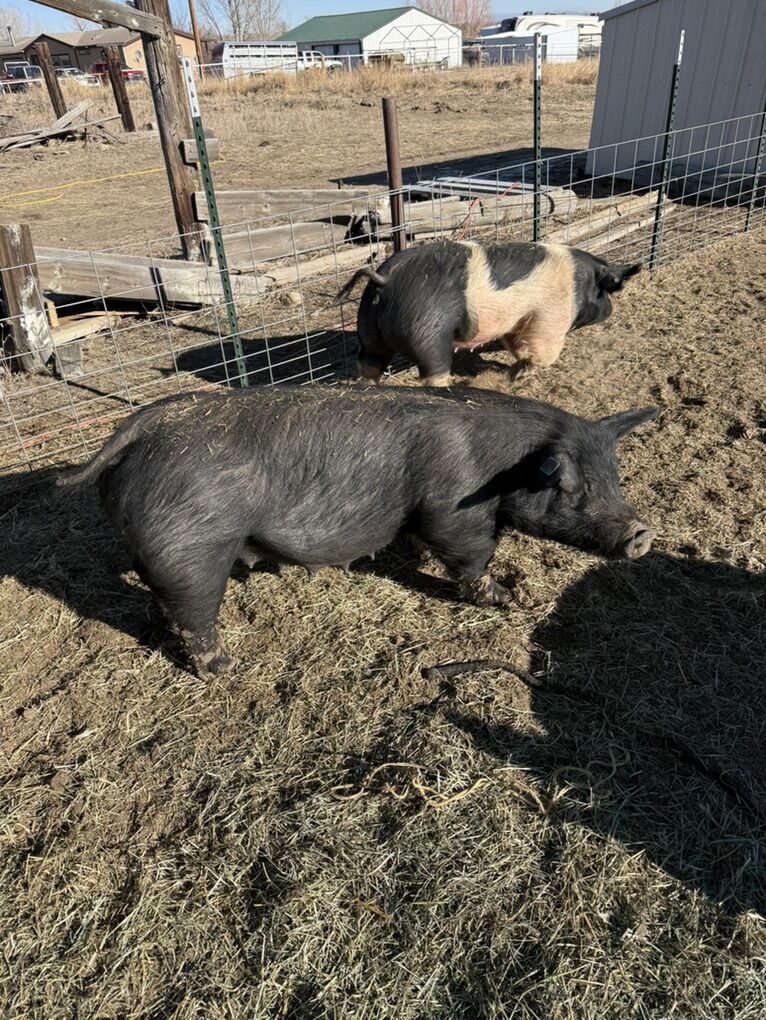 Show Pig Piglets