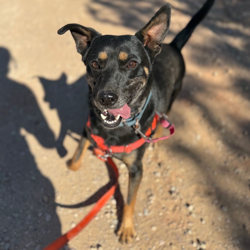 Hello my name is Clyde