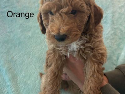 Mini Goldendoodle male ready to go!