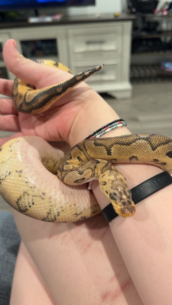 female ball python