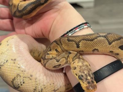 female ball python