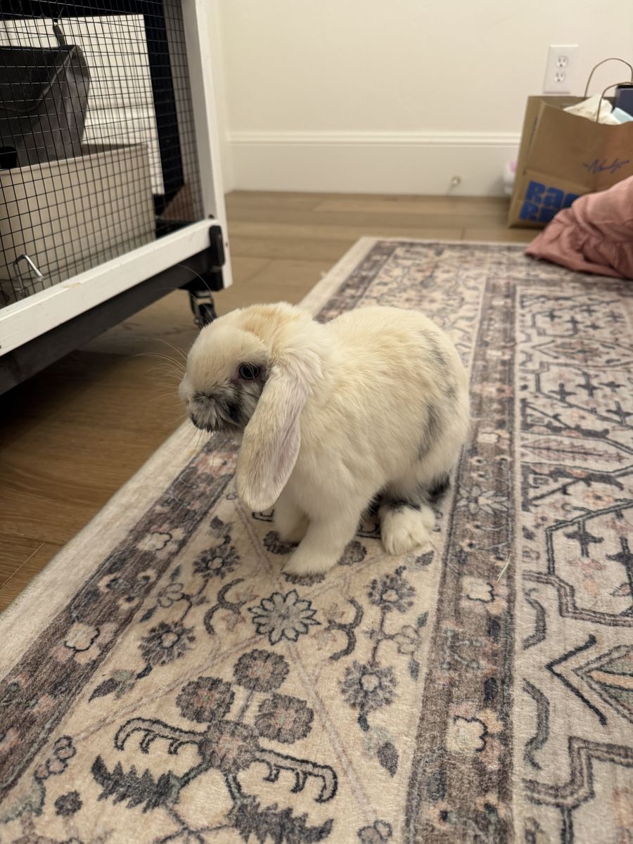 Holland Lop Bunny with all the stuff
