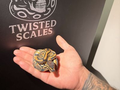 Baby Ball Python