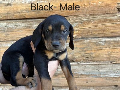 Hound Puppy