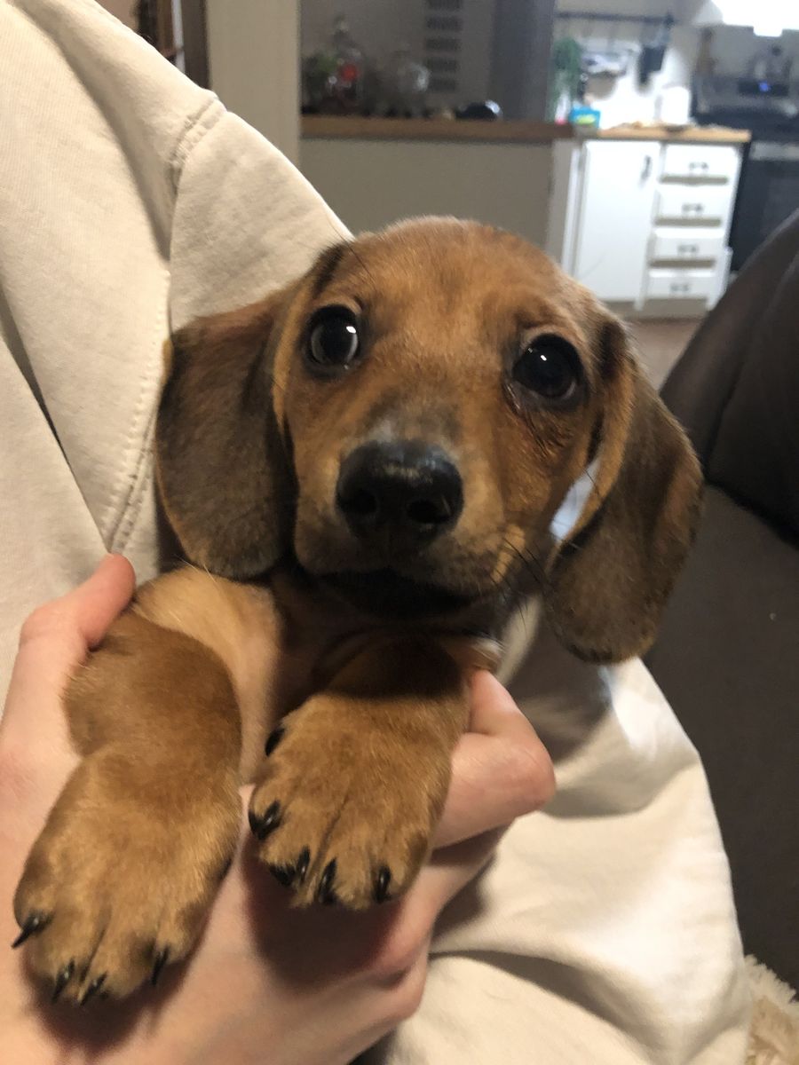 DARLING Mini Shorthair Dachshunds for Sale