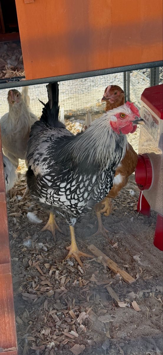 2 month old rooster
