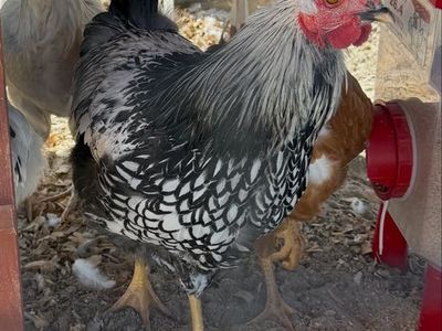 2 month old rooster