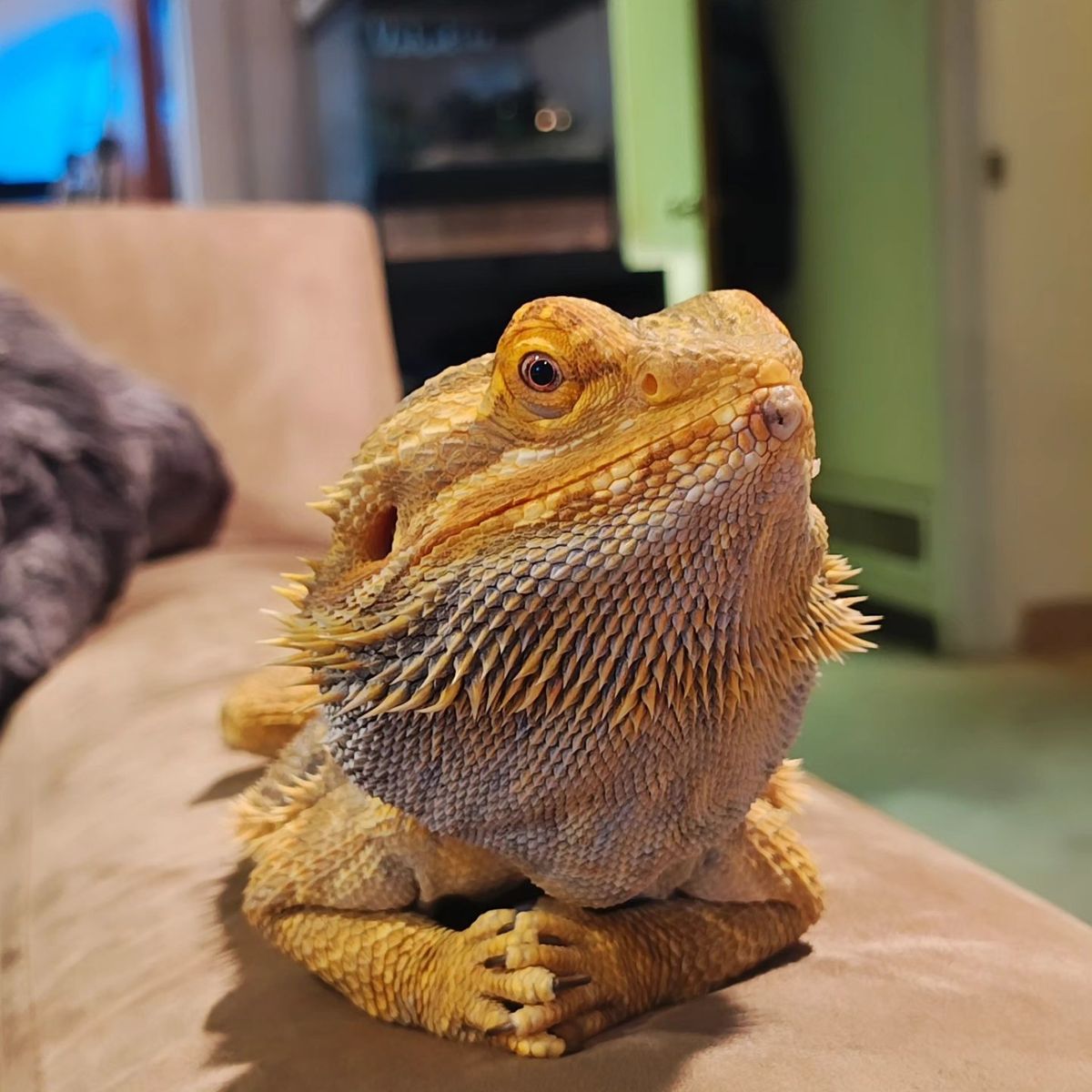 Male Bearded Dragon with Tank