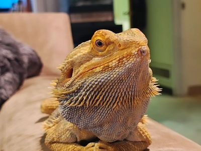 Male Bearded Dragon with Tank