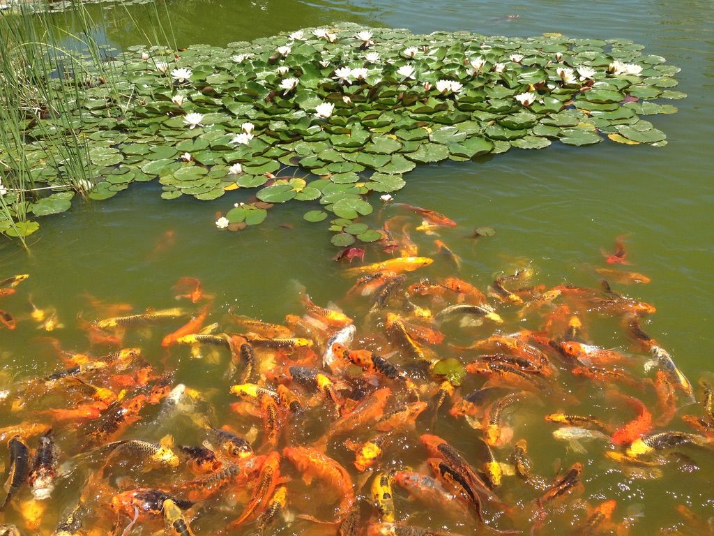 Koi Fish