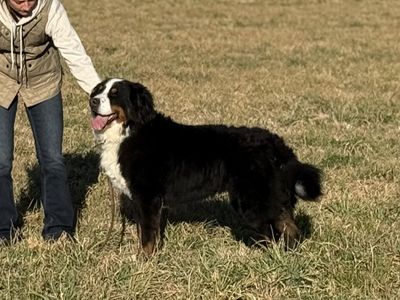 Bernese Mountain Stud Dog (Service)