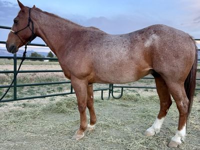 18 year old kid safe/husband gelding