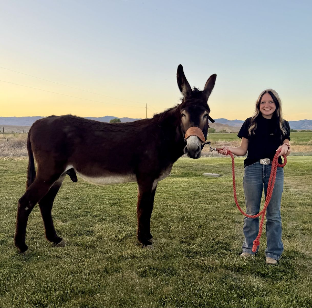 Gaited Jack (Mule maker)