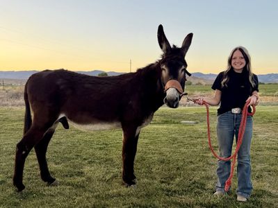 Gaited Jack (Mule maker)