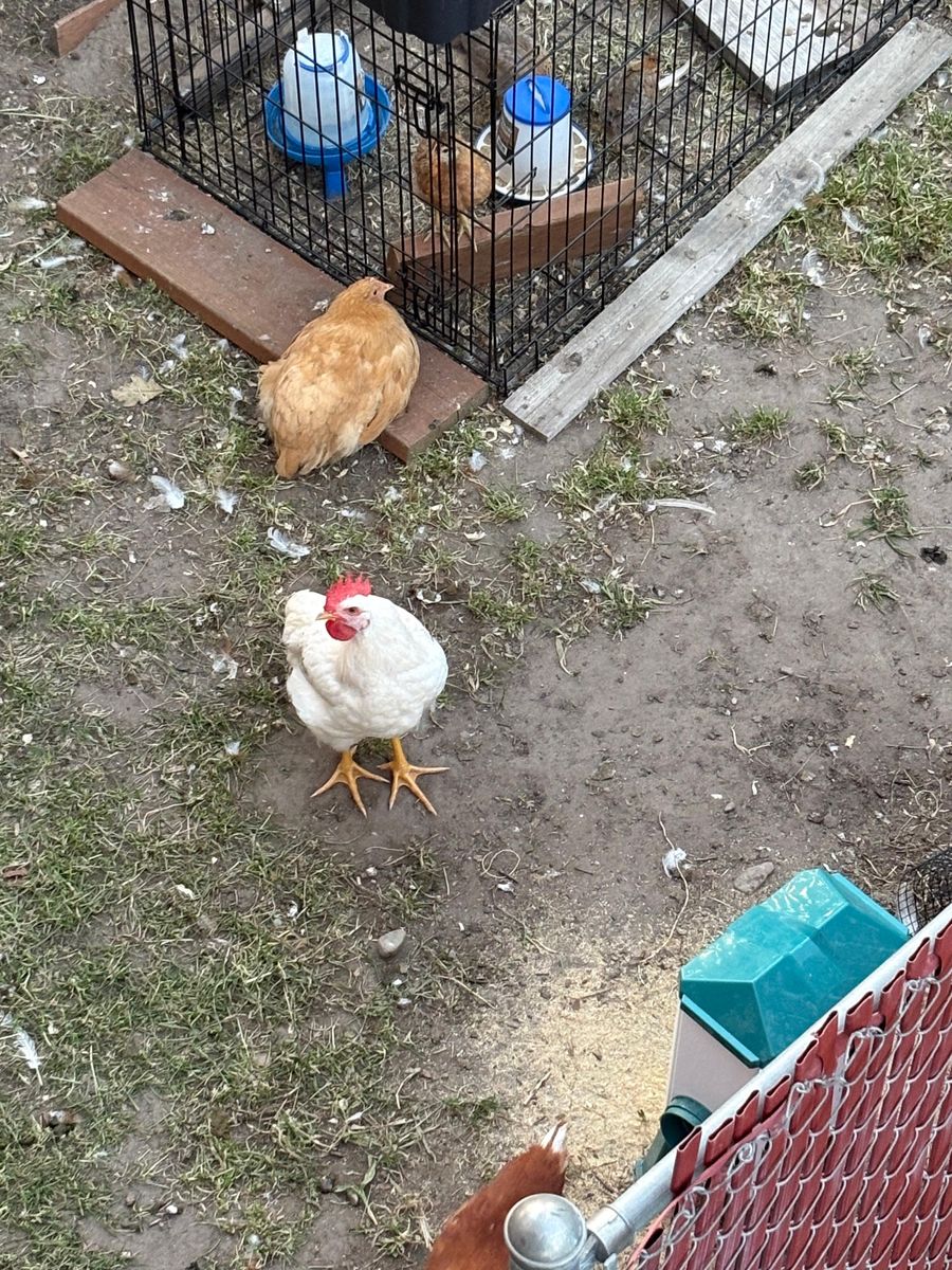 Rooster for Free
