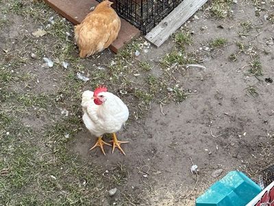 Rooster for Free