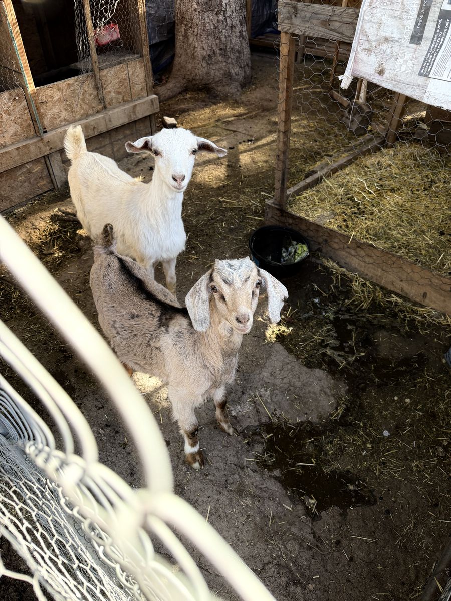 Kid Goats