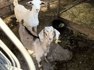 Kid Goats