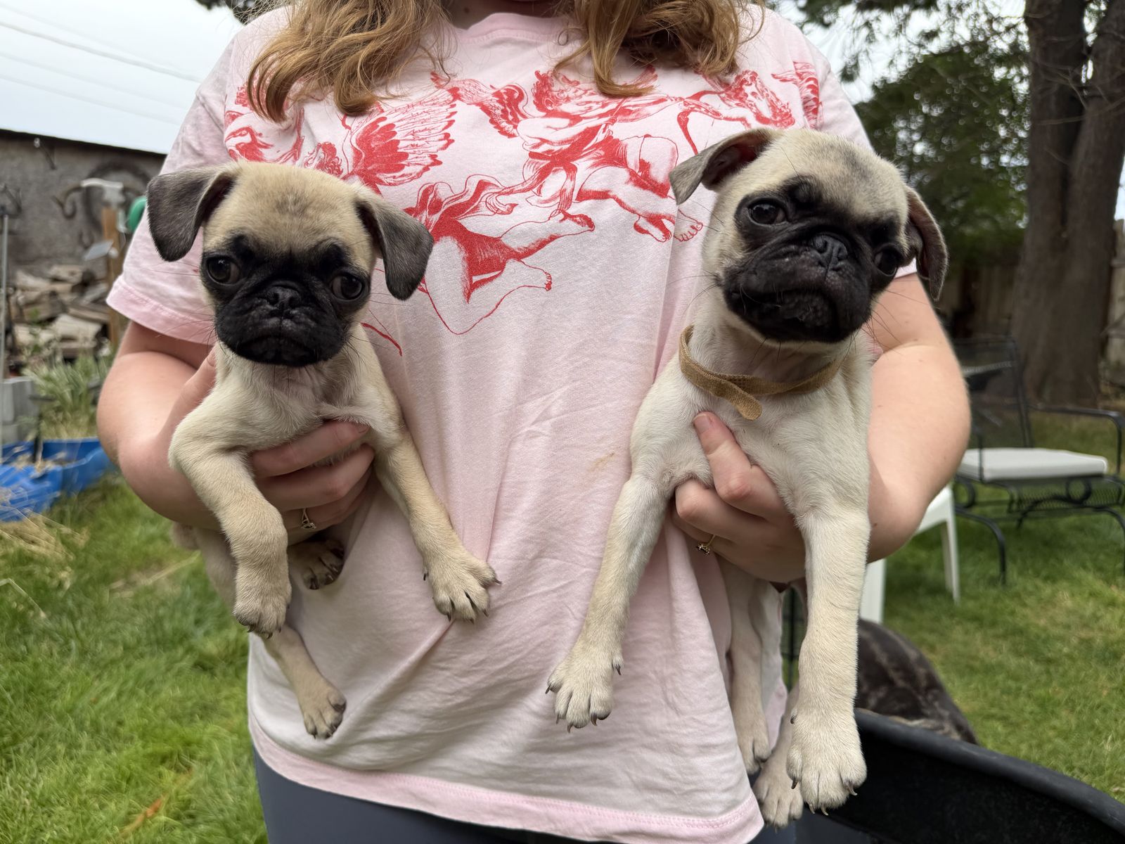 Female Fawn Pug Puppies - 10 Weeks Old