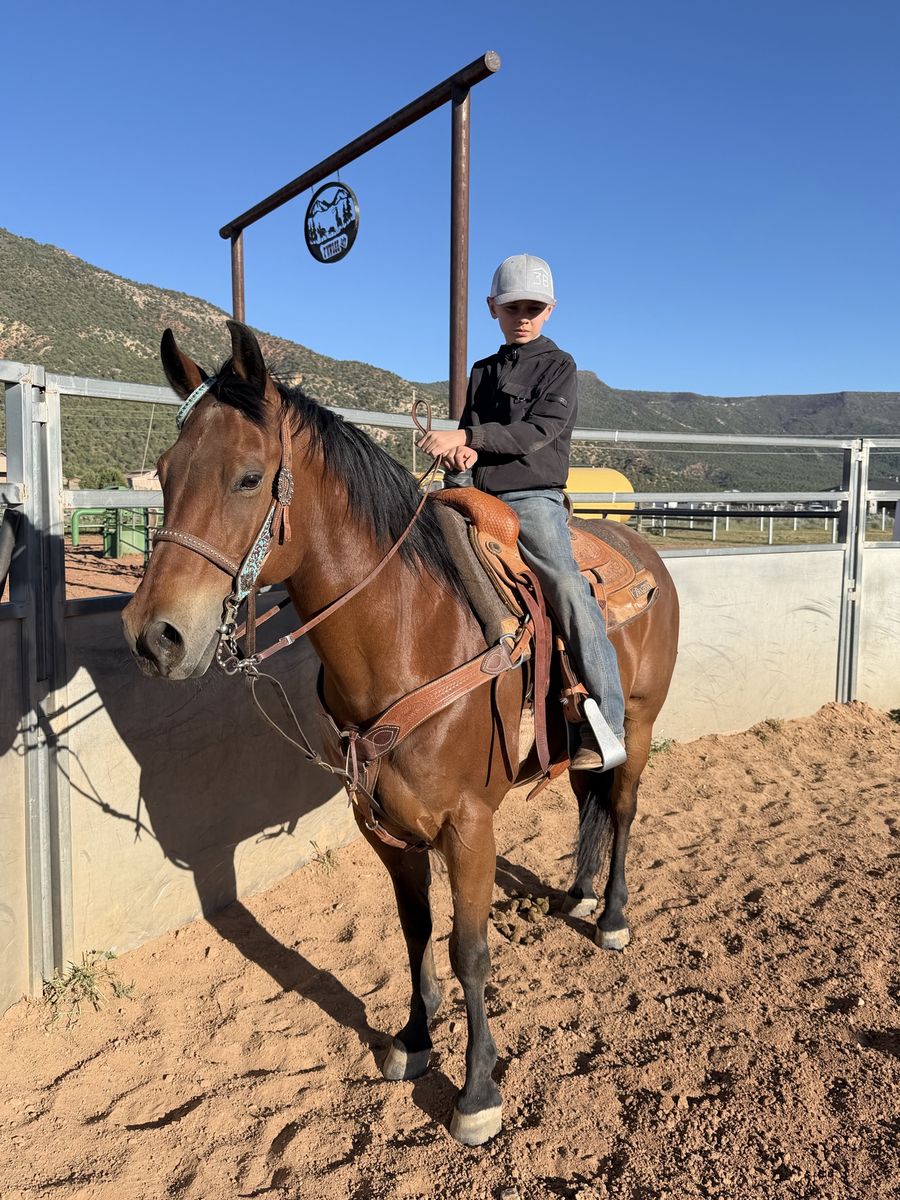11 yr bay grade gelding