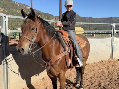 11 yr bay grade gelding