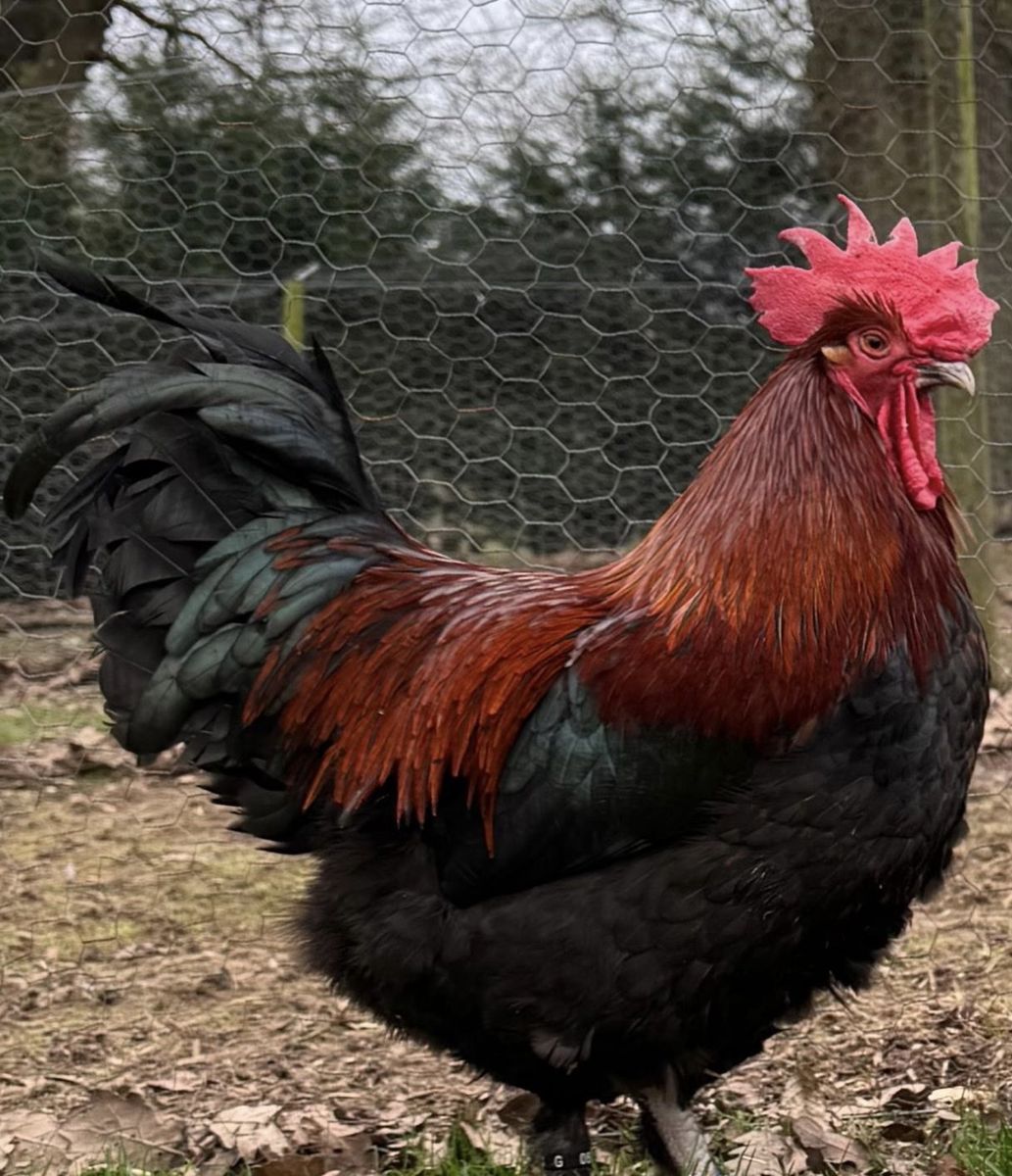 Young French black copper maran cockerel(young rooster)