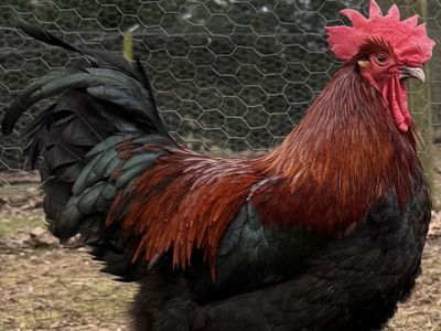 Young French black copper maran cockerel(young rooster)